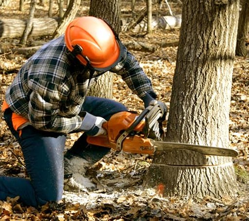 Tree Removal in Monument Beach, MA